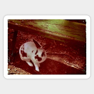 Black and White Spotted Bunny Under a Bench Sticker